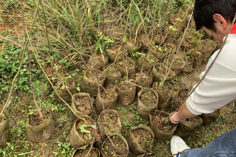 植此青绿筑校园 青春奋进向未来 ——数据科学与信息工程学院开展春季植树活动